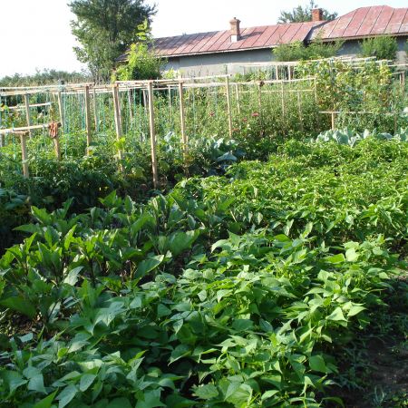 GRADINA DE LEGUME